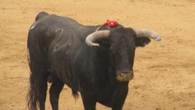 Valladolid-Toros-Pedrajas-corrida-13