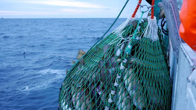 skrei-noruega-pesca