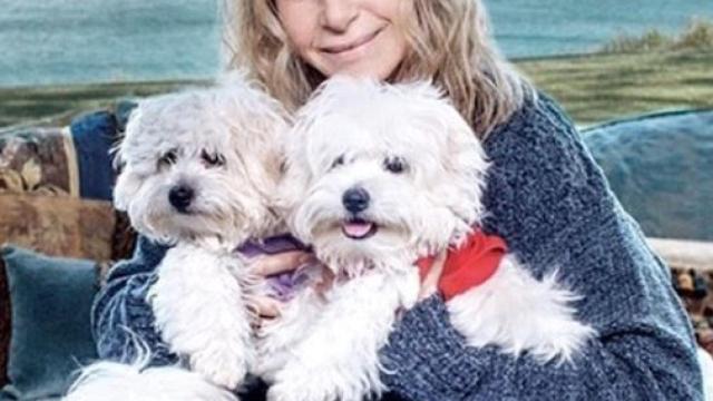 Barbra Streisand junto a sus nuevas mascotas.