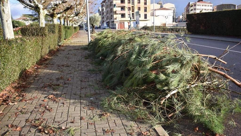 temporal arbol otra - copia