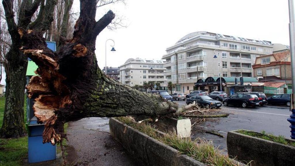 Galicia es la comunidad más afectada por la transformación de la borrasca del Atlántico norte de los últimos días en otra más intensa, denominada Félix. En el la foto, un árbol caído en plena Avenida de Samil, en Vigo, sin causar daños personales. EFE/Salvador Sas