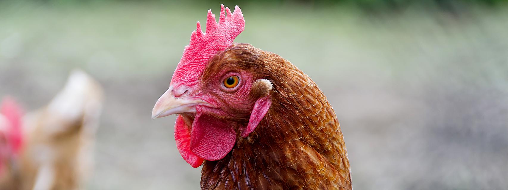 Ejemplar de un pollo campero de raza rubia, comercializado por Carrefour.