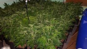 plantacion marihuana leon