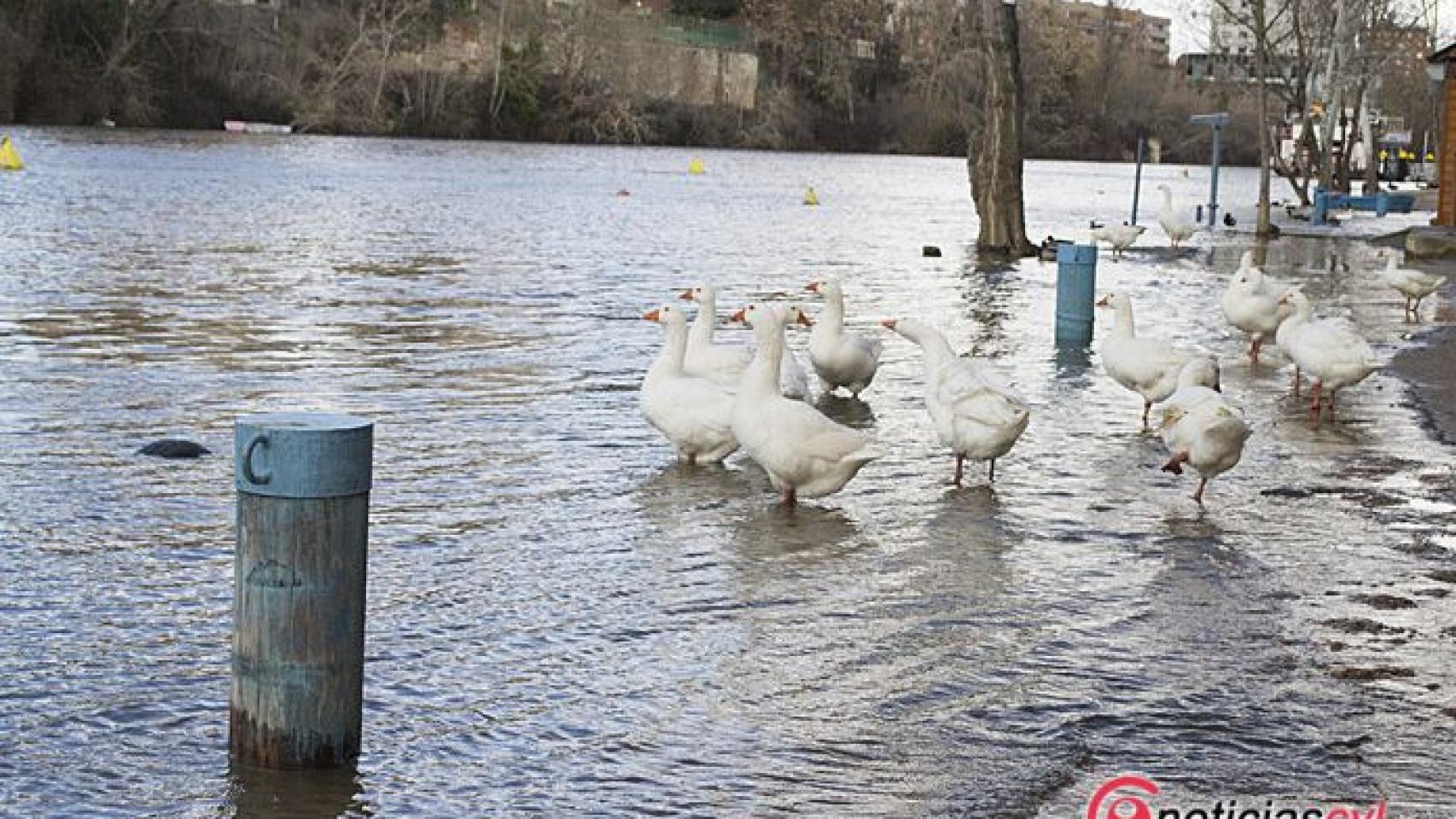 Valladolid-pisuerga-lluvias-caudal-rio