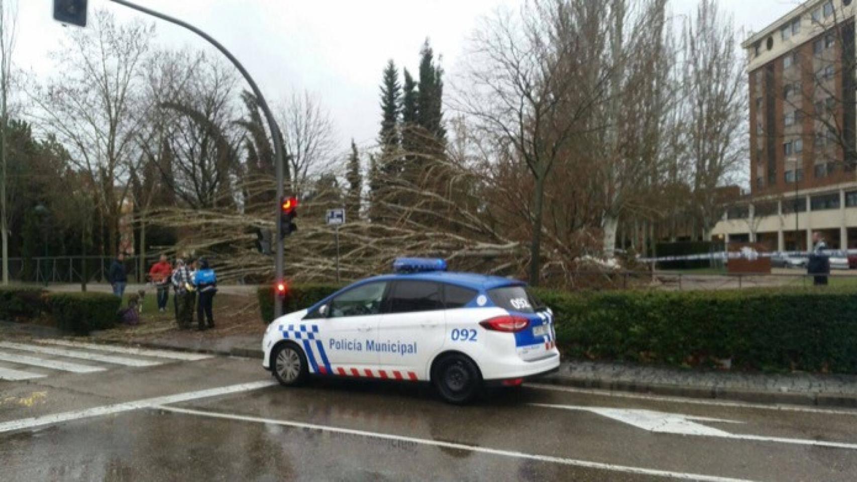 herido viento arbol valladolid 2