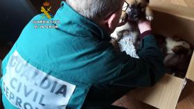 zamora guardia civil cachorros mastin