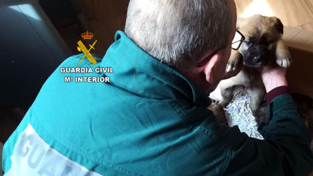 Imagen de archivo de un guardia civil del Seprona con un cachorro de mastín