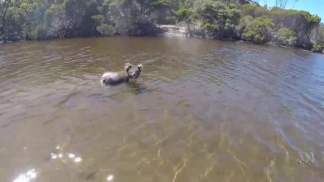 koala bañandose