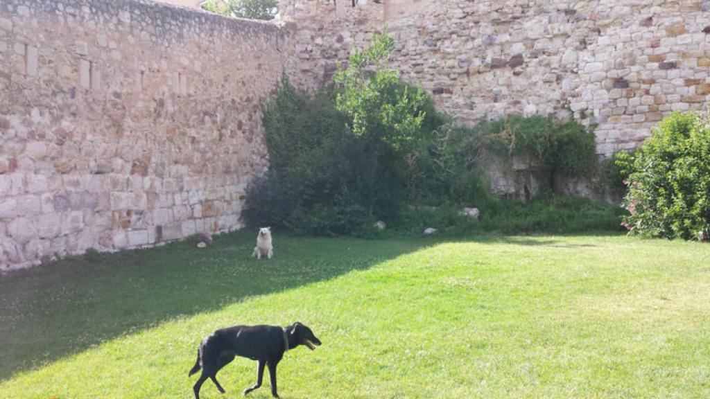 zamora upl parque para perros