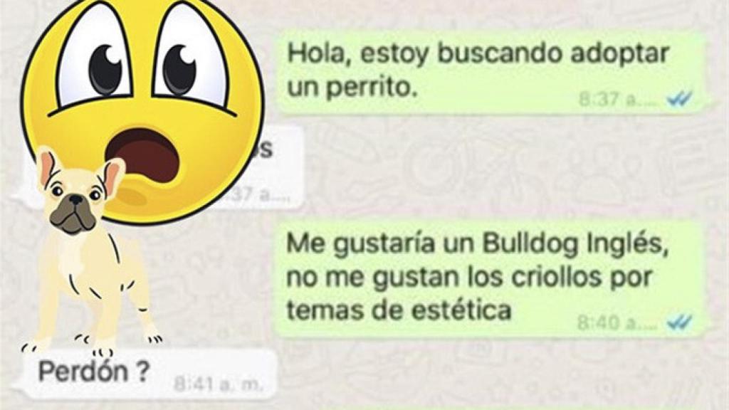 Trending-topic-conversacion-whatsapp-viral-perros