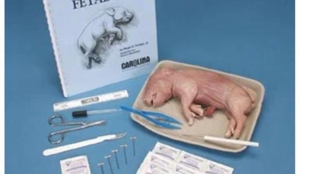 Este juego para diseccionar un feto de cerdo forma parte de la lista de la tuitera.