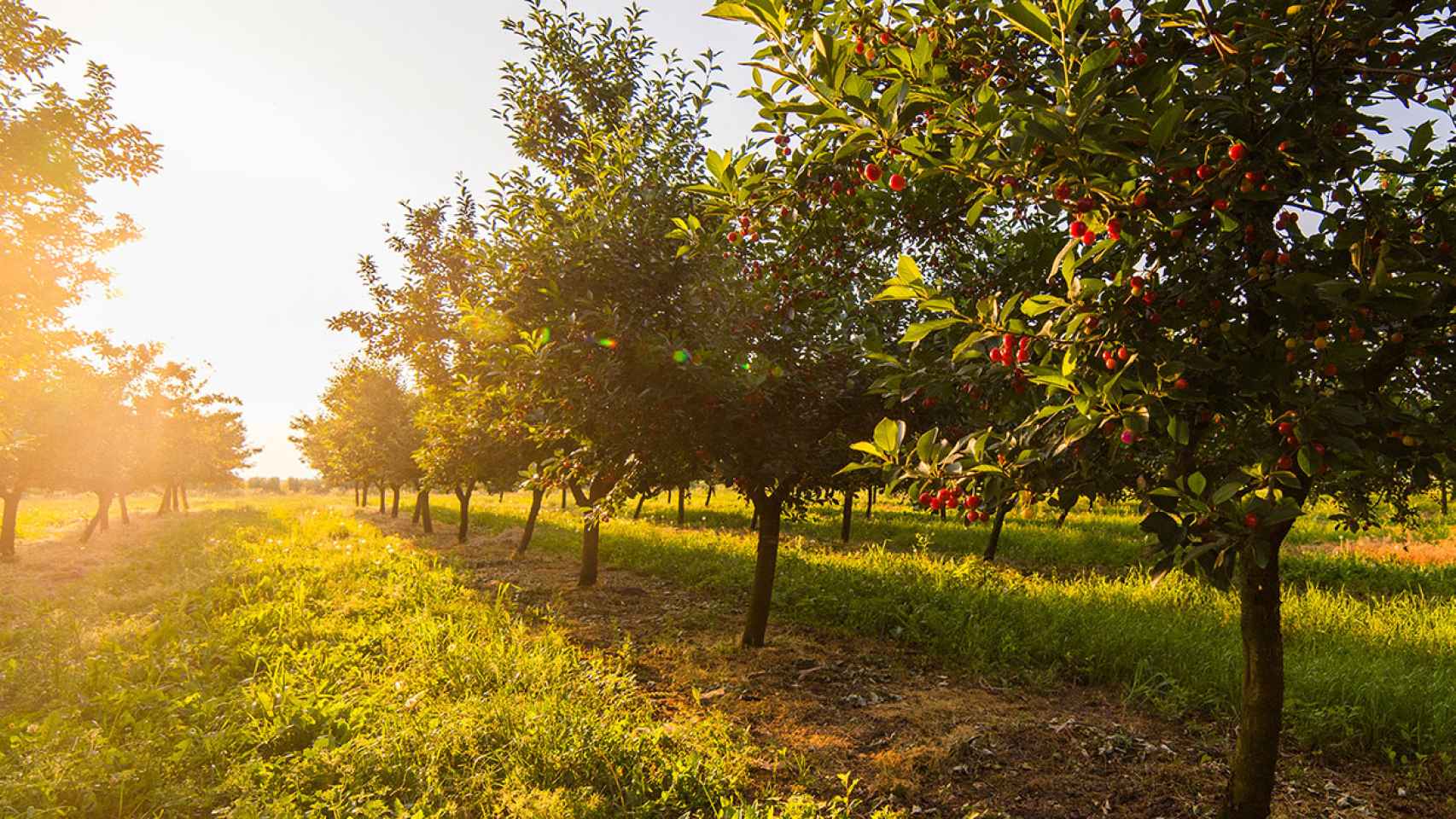 Una de las startups ganadores del Premio EmprendedorXXI desarrolla un solución agroalimentaria.