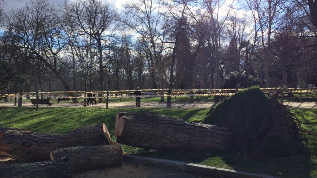 Otro de los árboles caídos en El Retiro estos días