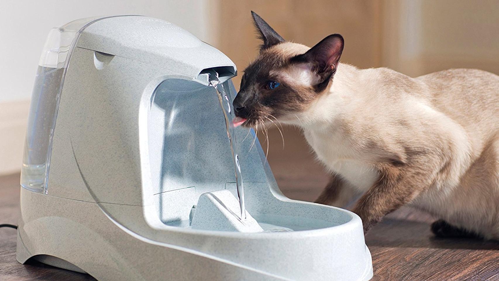 Fuente para gatos... porque tu mascota se lo merece todo