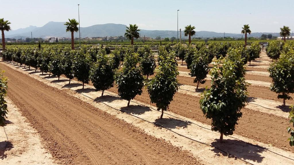 Campos de cítricos del interior de la Comunidad Valenciana.