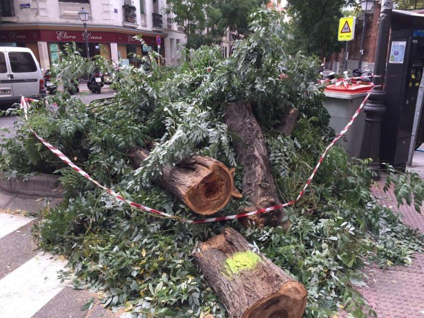 Uno de los árboles talado en el barrio Salamanca de Madrid.