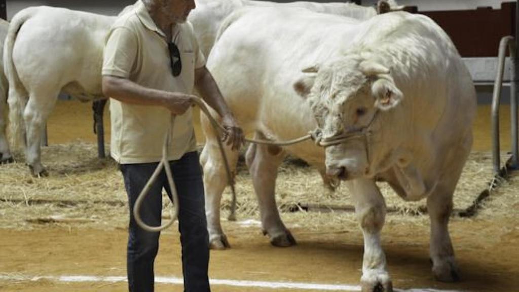 Feria ganadera 2016 Alba (11)