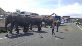 Los elefantes, deambulando por la autovía.