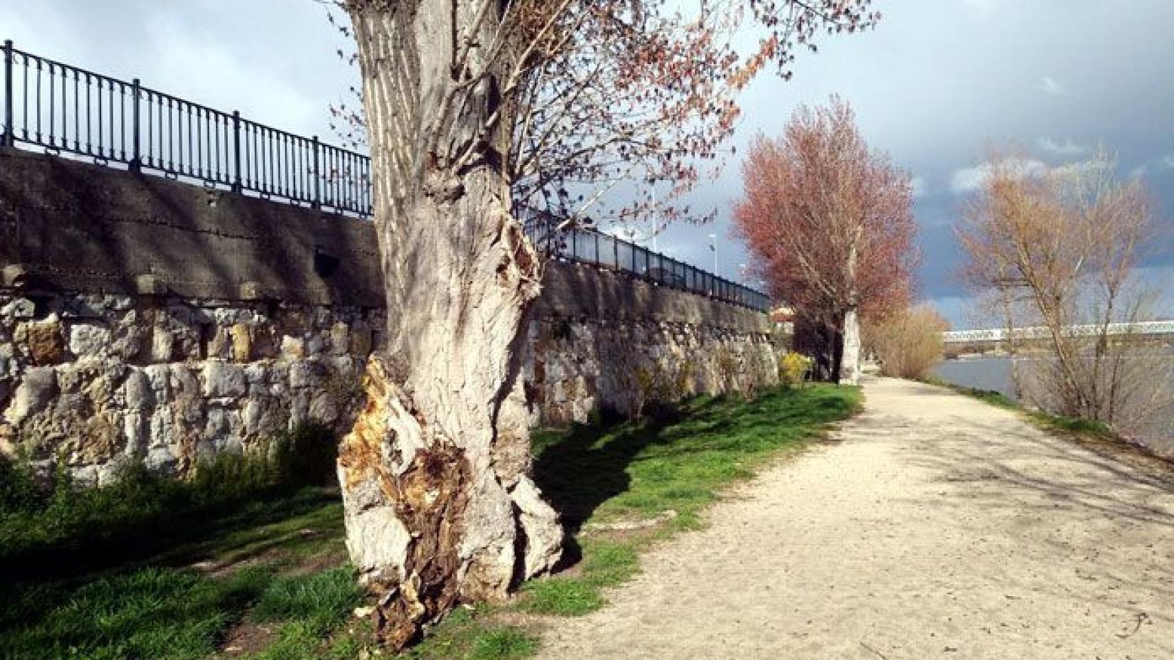 Un chopo a orillas del río Duero en Zamora