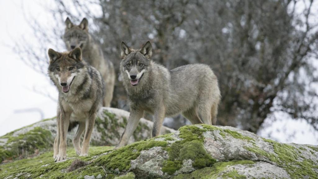 Manada de lobos ibéricos.