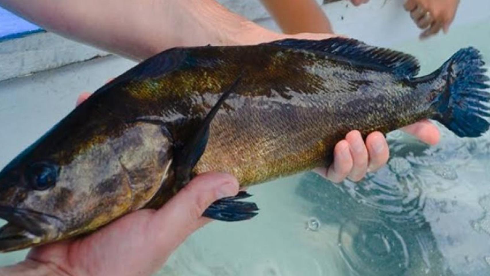 La vejiga de la totoaba llega a alcanzar los 6.500 euros en el mercado negro.