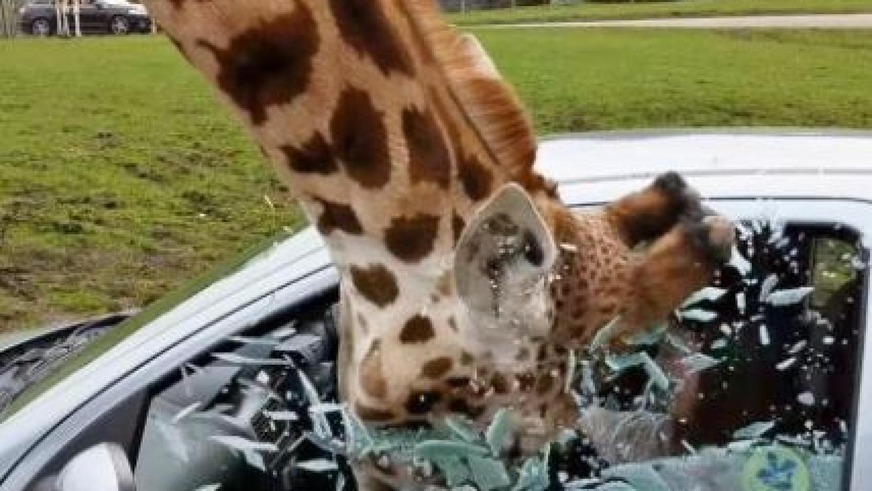 La jirafa metiéndose en el coche de la turista.