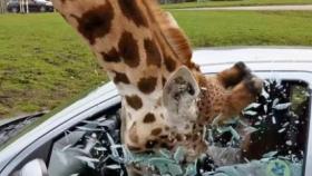 La jirafa metiéndose en el coche de la turista.