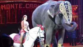 Animales en el circo