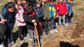 zamora diputacion puente sanabria planta acebos (1)