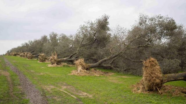 Olivos arrancados tras verse afectados por la 'Xylella fastidiosa'.