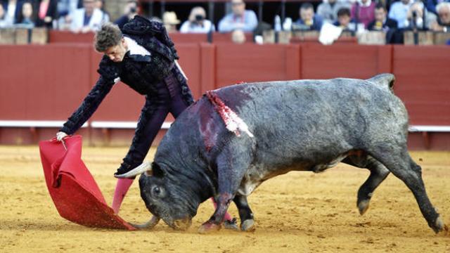 Excepcional embestida del toro 'Cobradiezmos', ejemplo de una acometida humillada