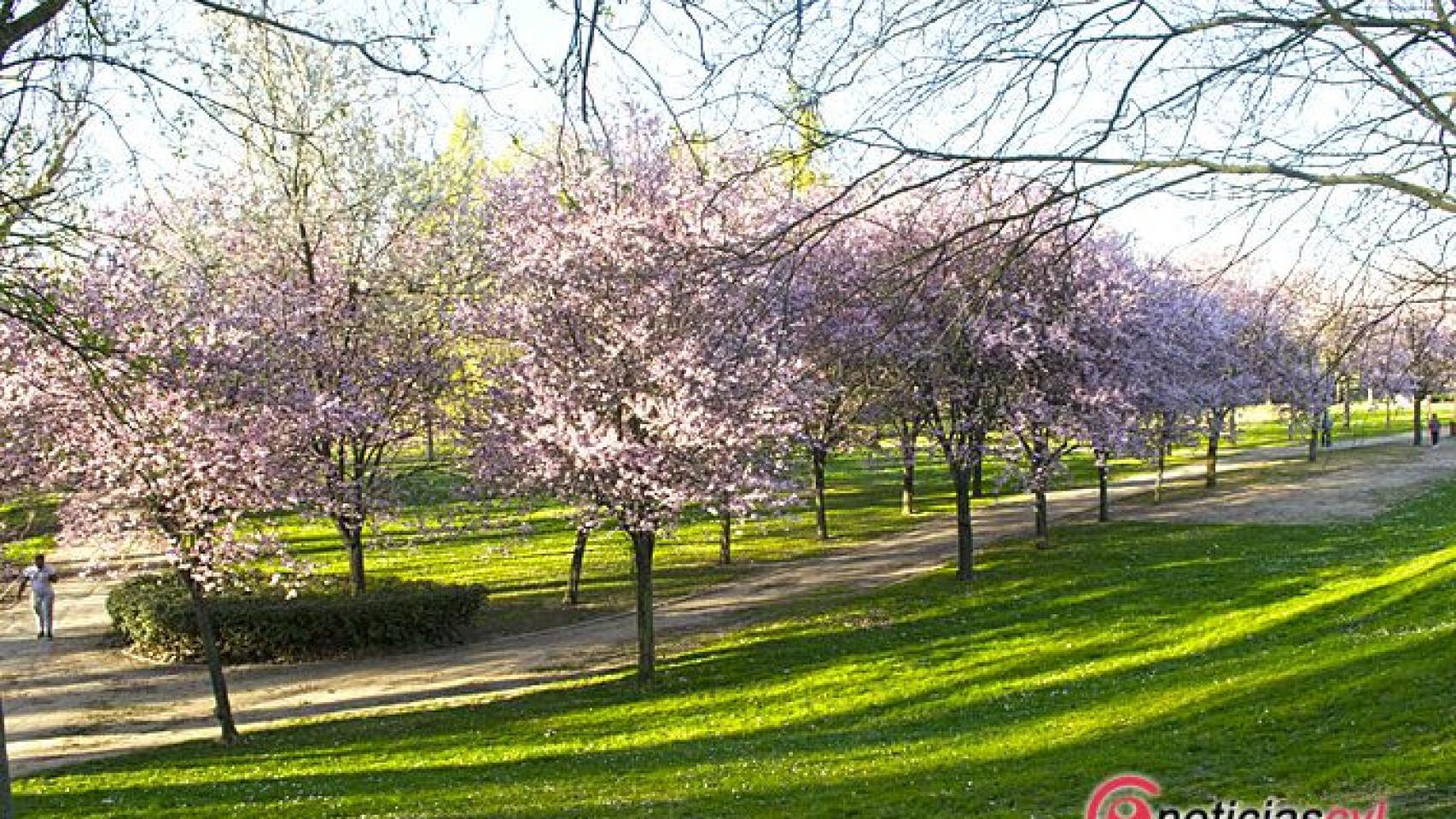 Valladolid-Primavera-Flores-Color-Reportaje-22