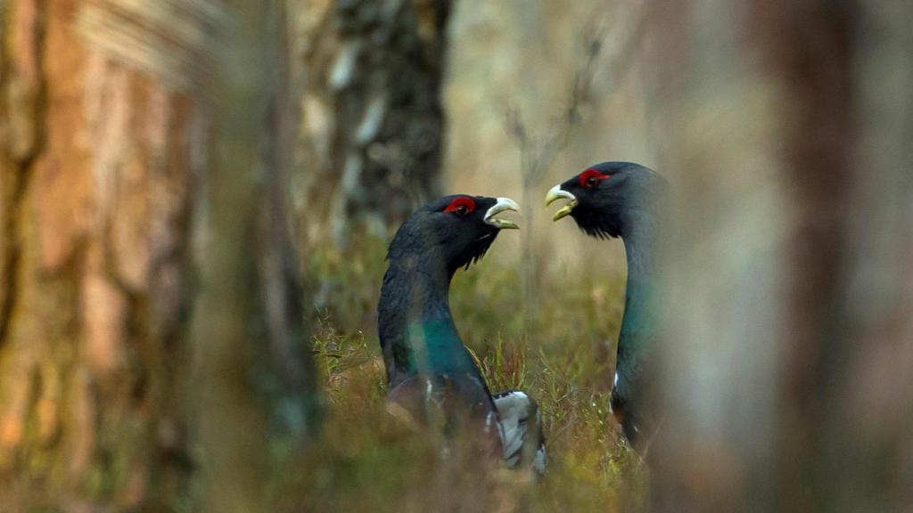 Una pareja de urogallos.