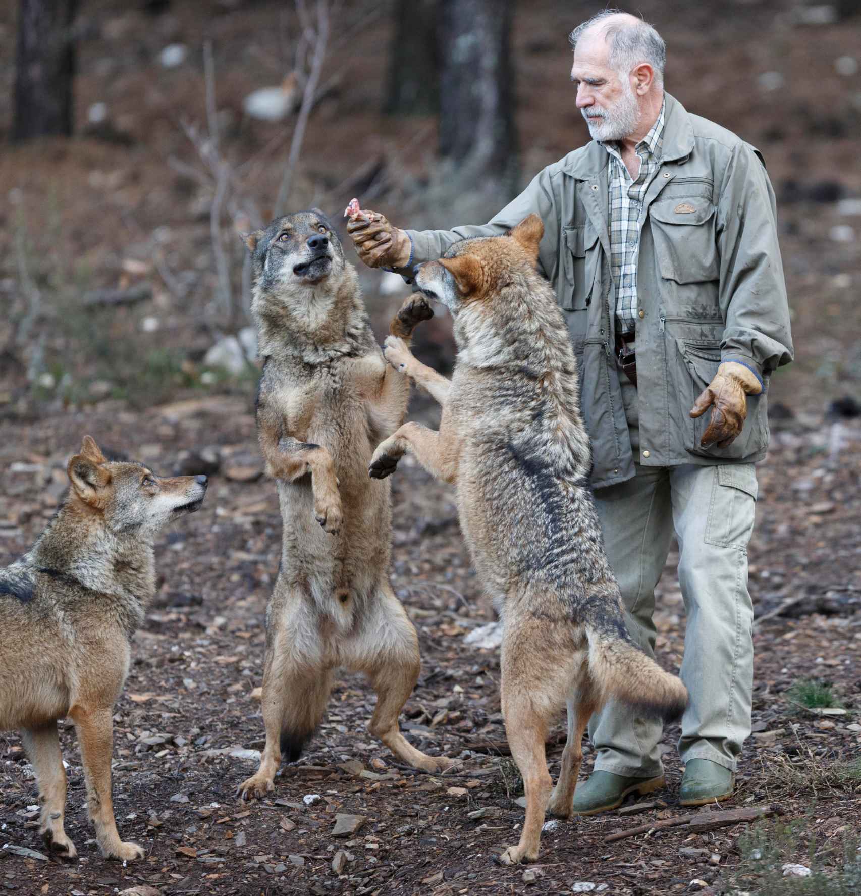Carlos Sanz con los lobos del Centro del Lobo Ibérico.
