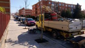 zamora plantacion arboles bloques