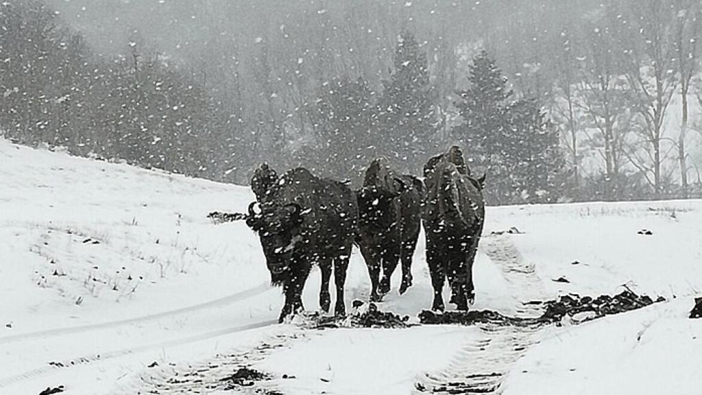 Palencia reserva bisonte europeo 2