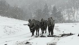 Palencia reserva bisonte europeo 2