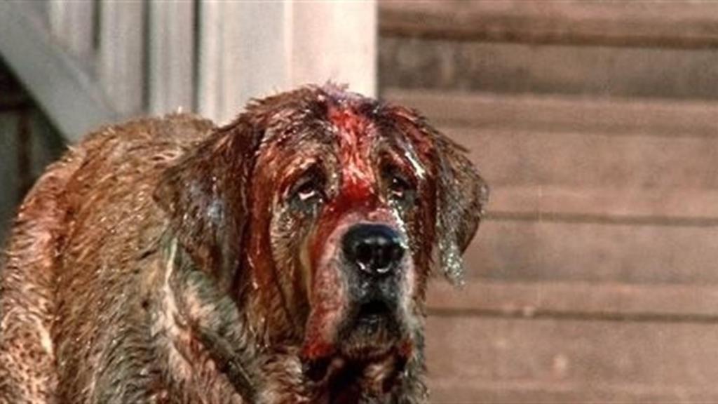 El perro protagonista de la película 'Cujo'