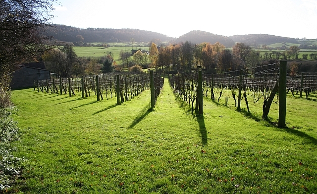 Coddington_Vineyard_-_geograph.org.uk_-_285794