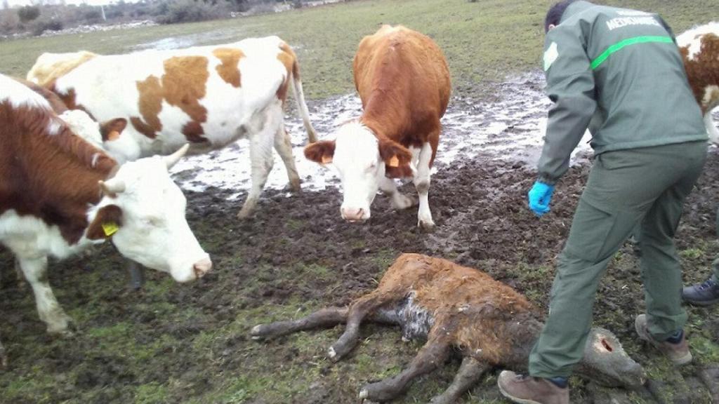 Medio Ambiente pagará los daños generados por los lobos tras las amenazas de movilizaciones de UPA-COAG