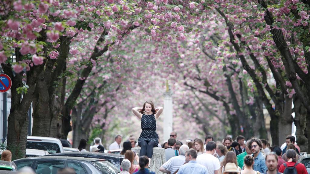 Paseantes en la avenida de los cerezos, la Heerstrasse de la ciudad alemana de Bonn, disfrutando de la ola de calor. REUTERS/Wolfgang Rattay.