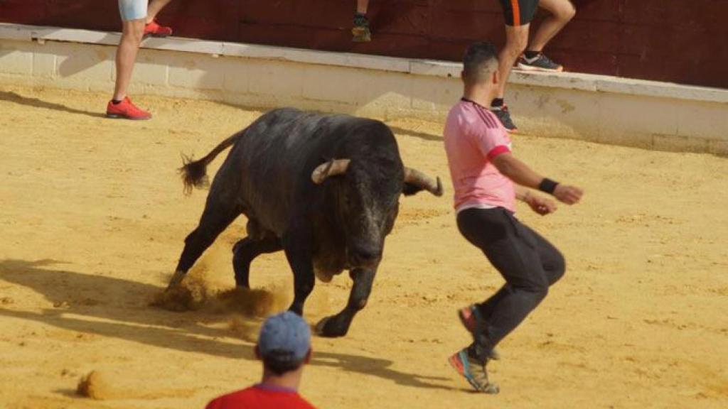 Toro-de-la-Feria-Medina-del-Campo-2017-(69)