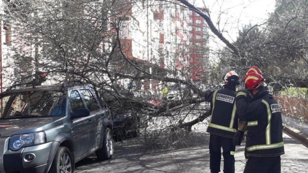 Valladolid-arbol-caida-corte-calle-urano