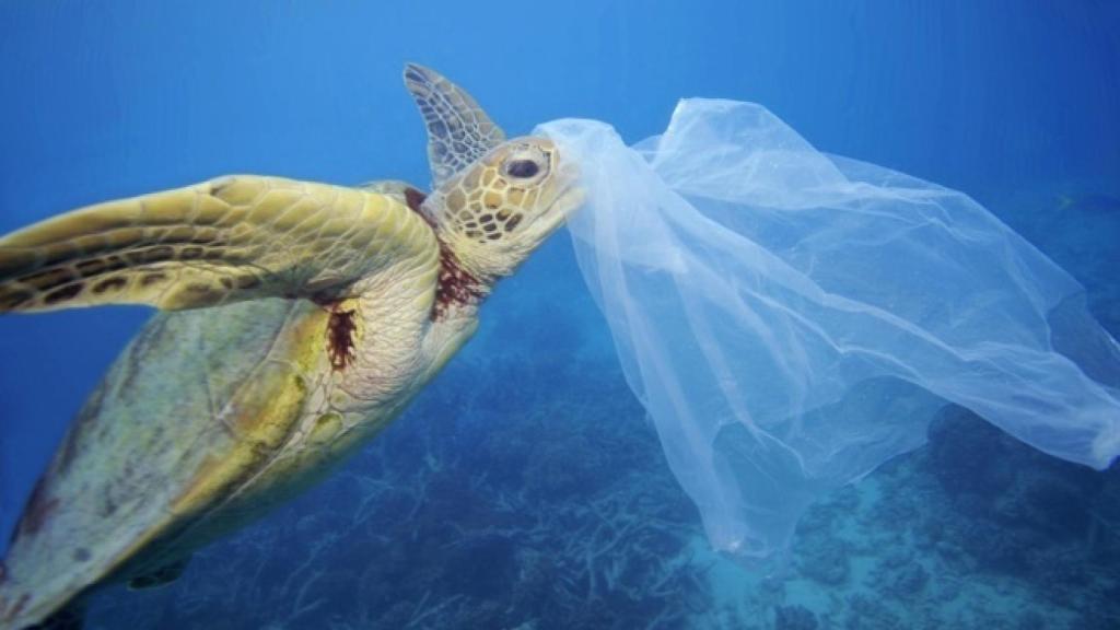 Una tortuga trata de comerse una bolsa de plástico al confundirla con una medusa.