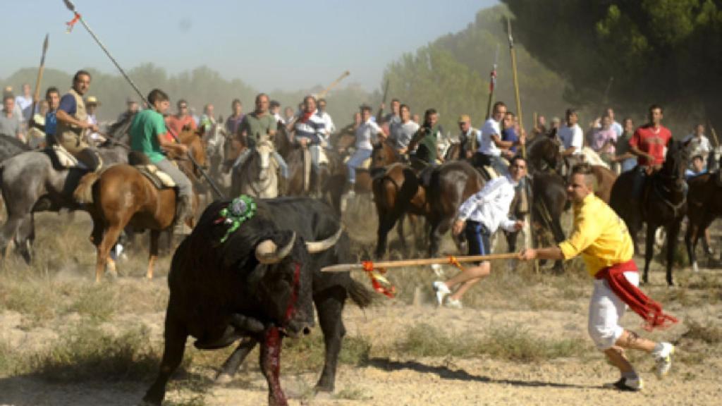 toro vega tordesillas 1