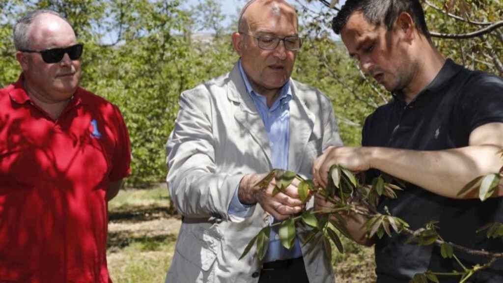 carnero agricultores cultivos alternativos valladolid 1