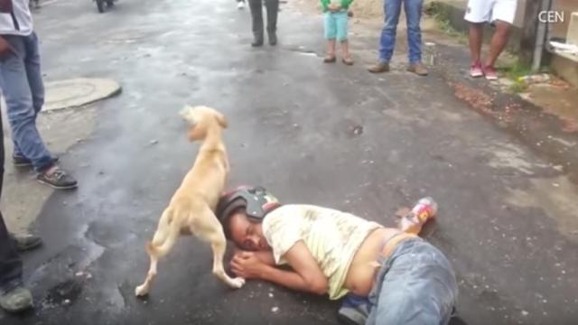 Este perro defendiendo a su dueño borracho es lo mejor que verás hoy