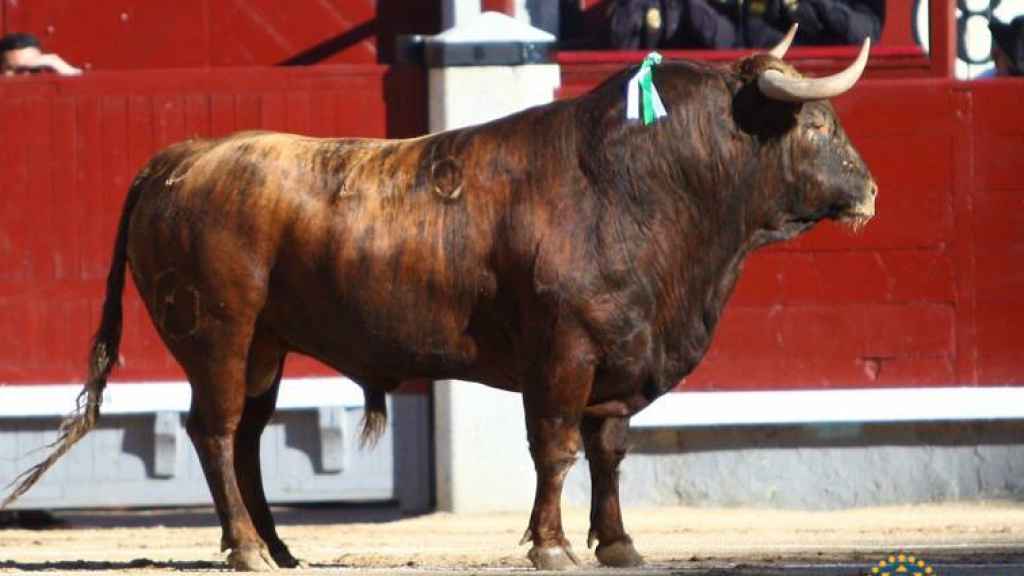 'Surcador', el enorme toro de Las Ramblas que estuvo en Colmenar Viejo