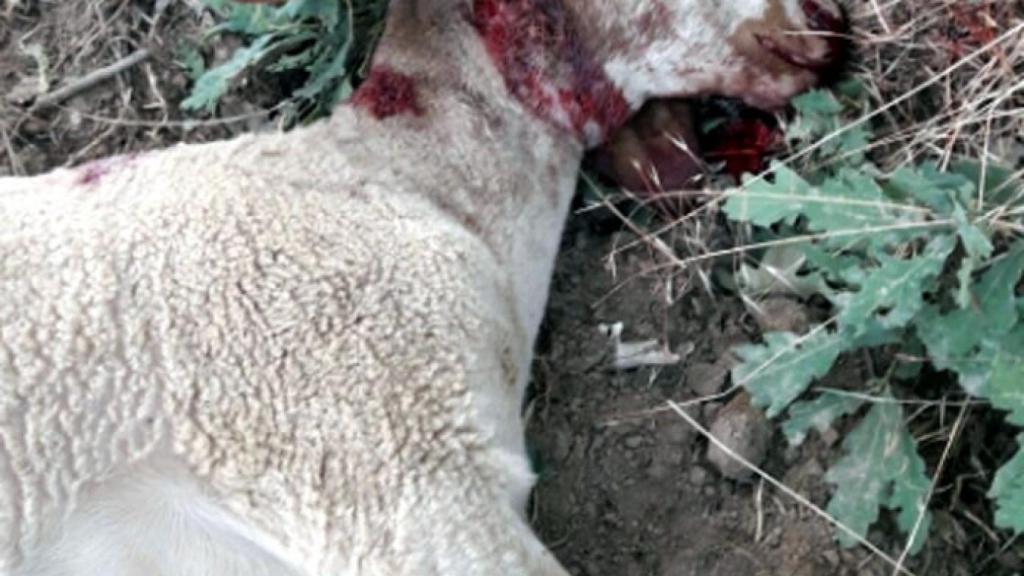 Una oveja, muerta tras el ataque del lobo
