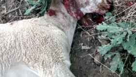 Una oveja, muerta tras el ataque del lobo